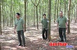 Nông trường 2 cao su Lộc Ninh giảm trộm mủ
